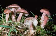 Calocybe carnea